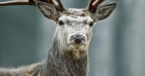 Banque Libano-Française