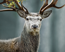 Banque Libano-Française